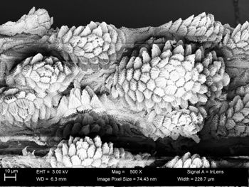 Media type: image;   Invertebrate Zoology 32029 Description: SEM image of specimen.;  Aspect: ventral